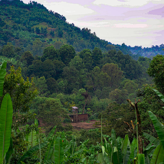 Ethiopië - Guji Megadu
