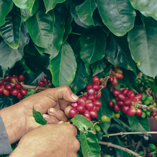 Costa Rica - Villa Sarchi Toño