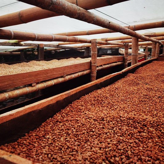 Colombia - Caturra Chiroso