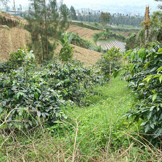 Indonesië - KoJoYo Sindoro