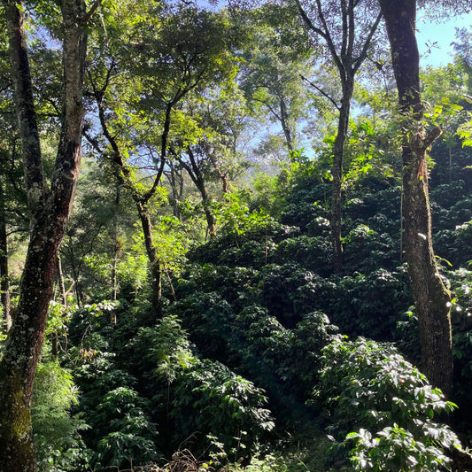 Guatemala - Las Codornices Geisha