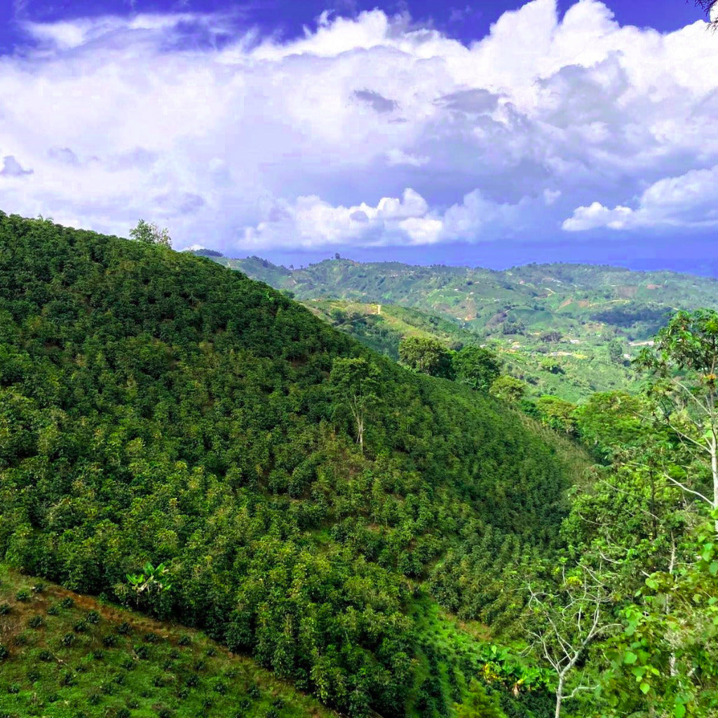 Colombia - Caturra Chiroso